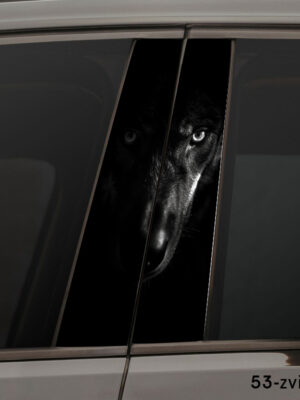 Погляд вовка чорно-білий 53