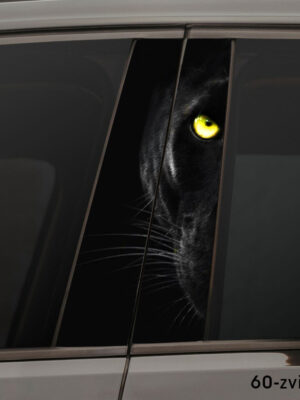 Погляд пантери 60